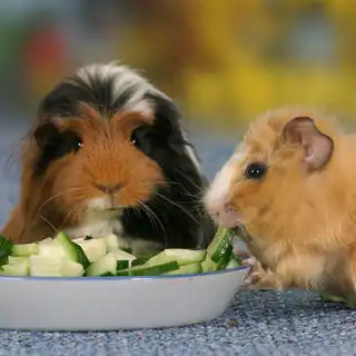 Tierbedarf Preisvergleich