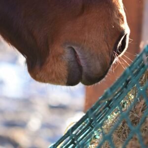 1771851598 61EbMsvs2mL. AC SL1000 .jpg