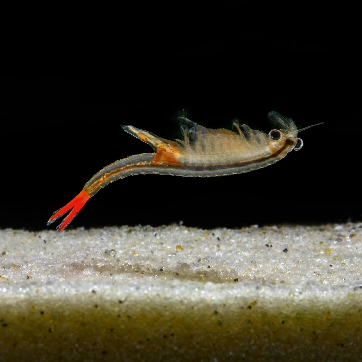 1772176107 713EIFcHdjL. AC SL1500 .jpg