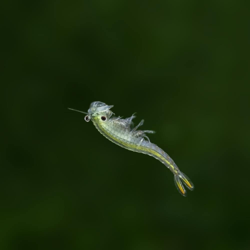 31m4fpKU98L. AC SL1000 .jpg