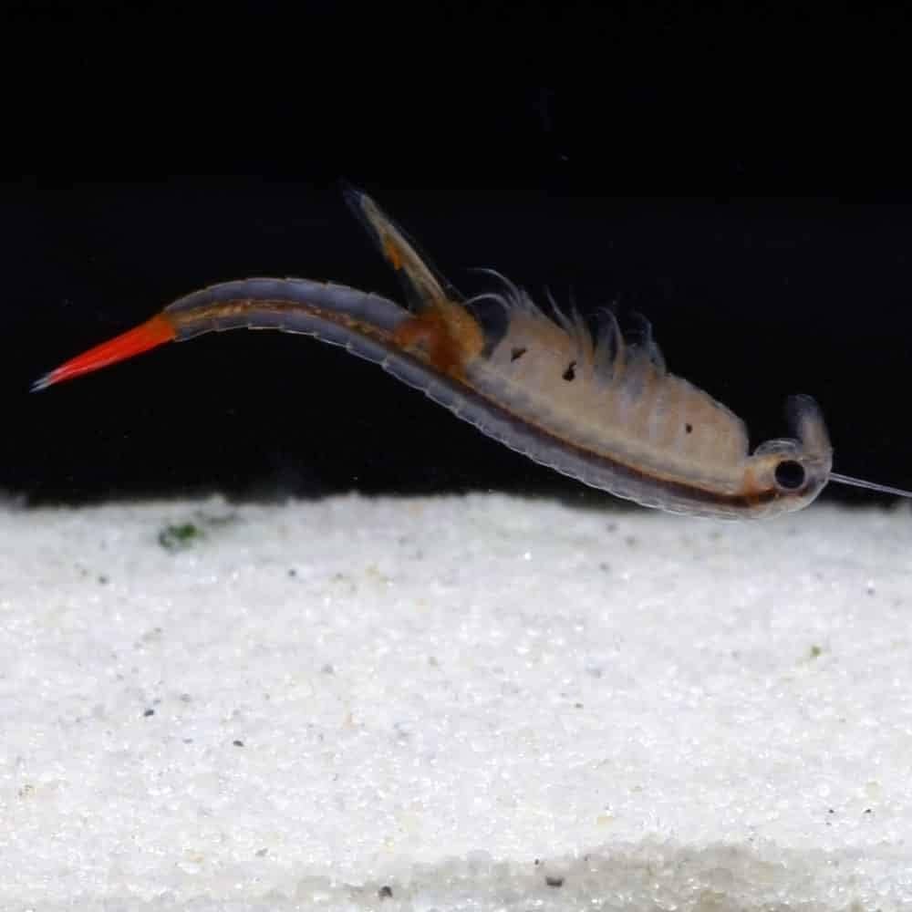 41NWEn0JhYL. AC SL1000 .jpg