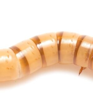 51BuvS9JZL. AC SL1500 .jpg