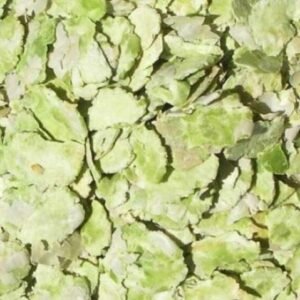 51J3TPKXpqL. AC .jpg