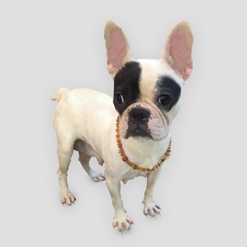 51TNeVnYJYL. AC SL1024 .jpg