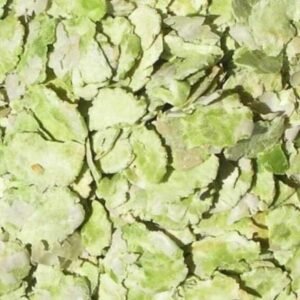 51hHMSwgi8L. AC .jpg