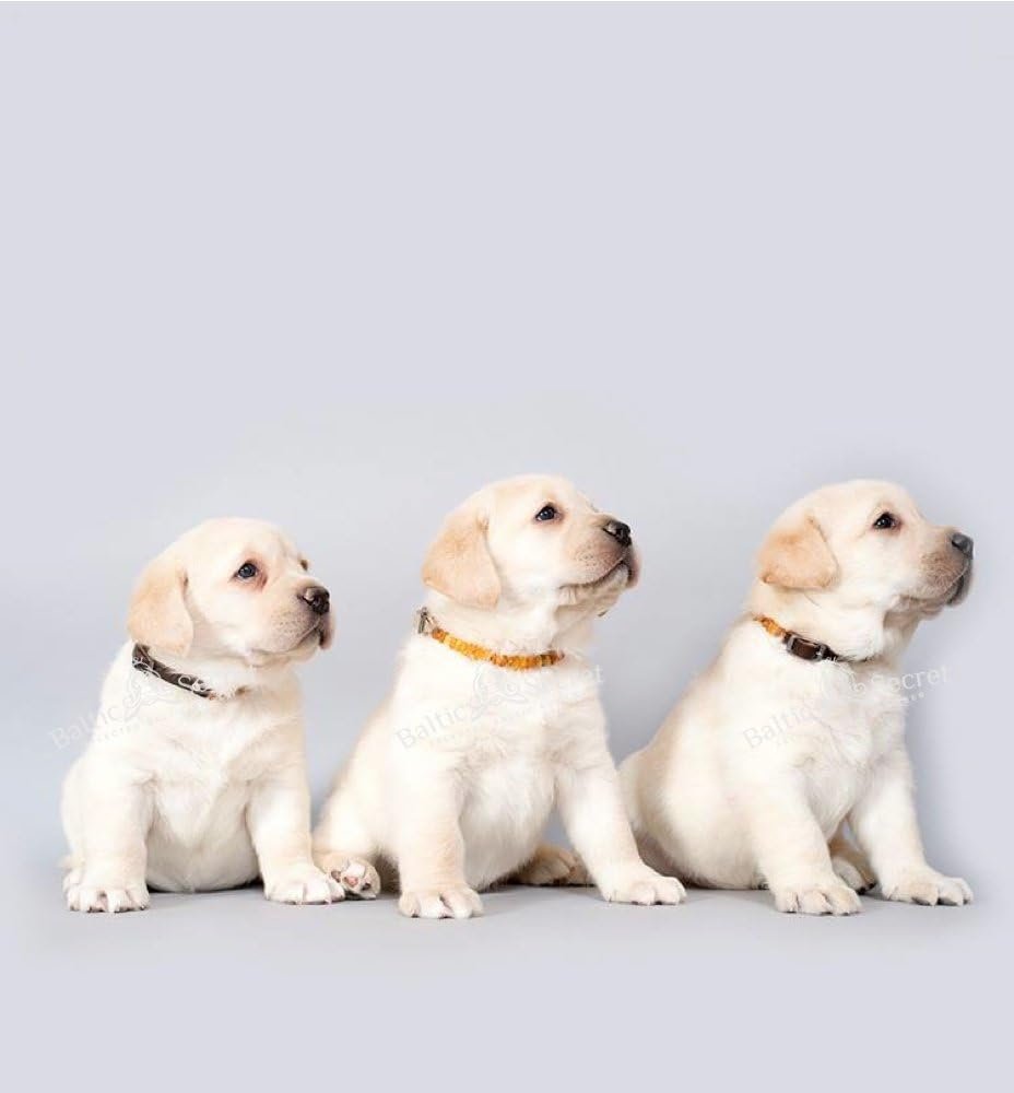 51iJvIp4ULL. AC SL1000 .jpg