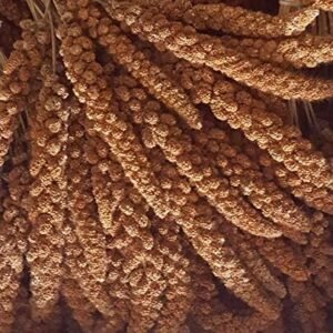 51incJ3T4WL. AC .jpg