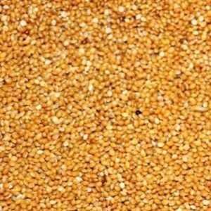 51mE9n3lA9L. AC .jpg