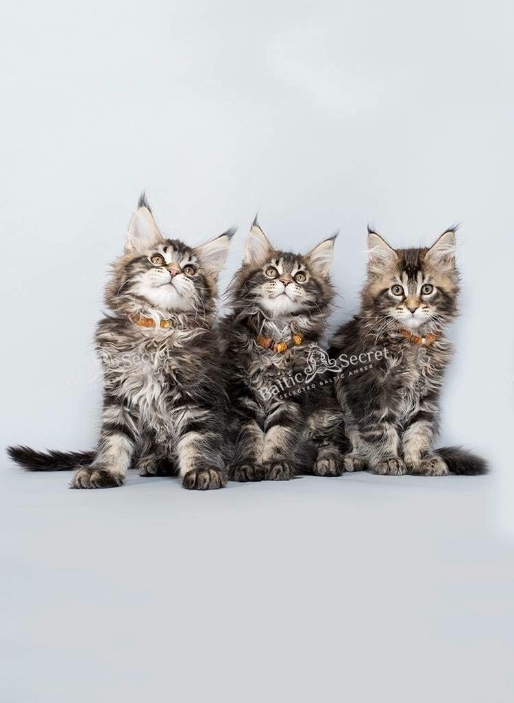 51vlca0WeOL. AC SL1024 .jpg