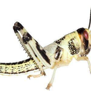 61S6Qk93jL. AC SL1500 .jpg