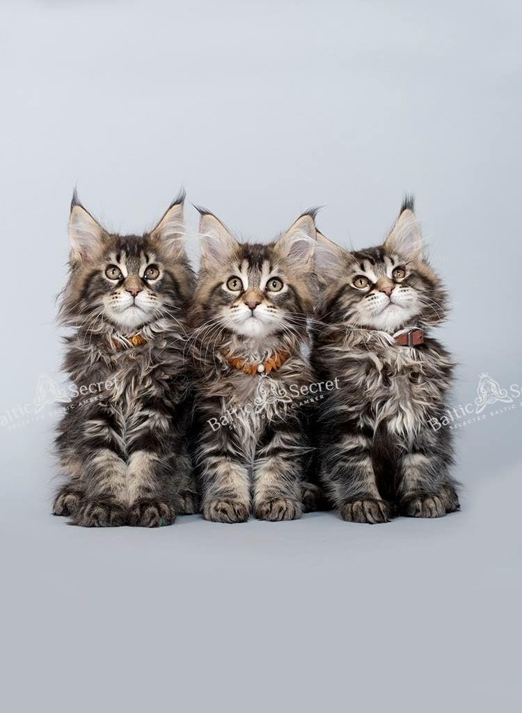 61eSteA0HKL. AC SL1024 .jpg