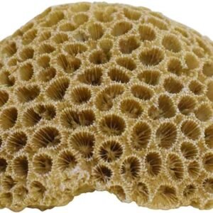 61hb2l4jmiL. AC SL1000 .jpg