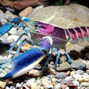 71 rDsdxm4S. AC SL1500 .jpg