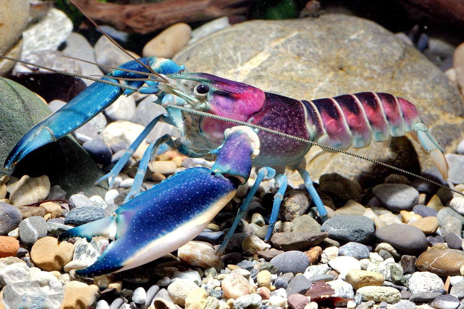 Blauer und rosafarbener Krebs – Cherax Pulcher – wunderschöne Aquariumkrabbe für das Aquarium Blauer und rosafarbener Krebs – Cherax Pulcher – wunderschöne Aquariumkrabbe für das Aquarium
