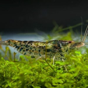 7154cFLpXSL. AC SL1500 .jpg