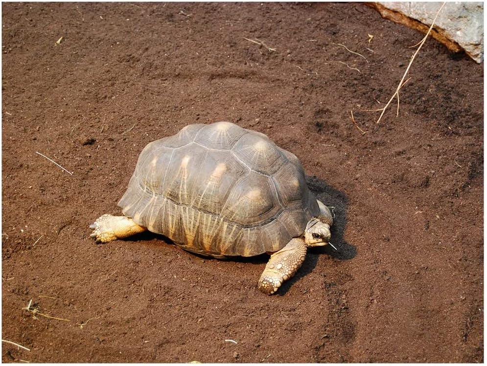 71B Oql9NyL. AC SL1000 .jpg