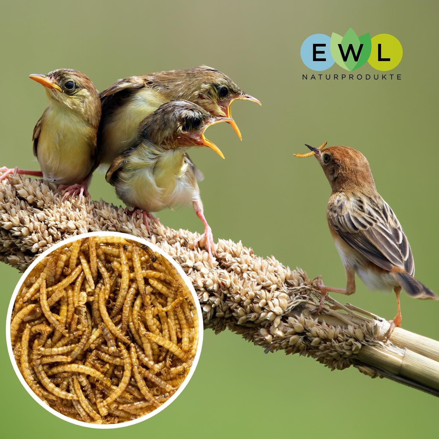 71GAn5KvyL. AC SL1500 .jpg