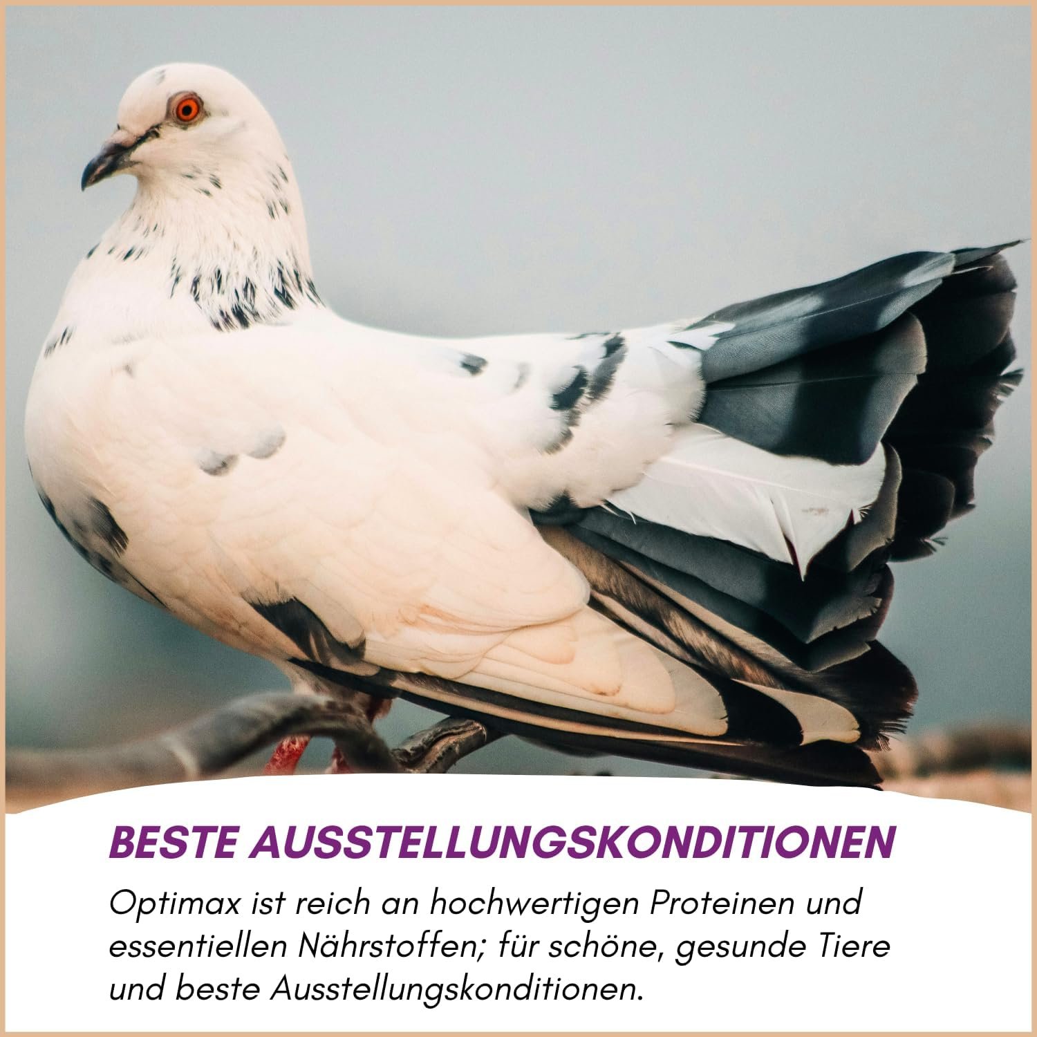 71X55 f7rAL. AC SL1500 .jpg