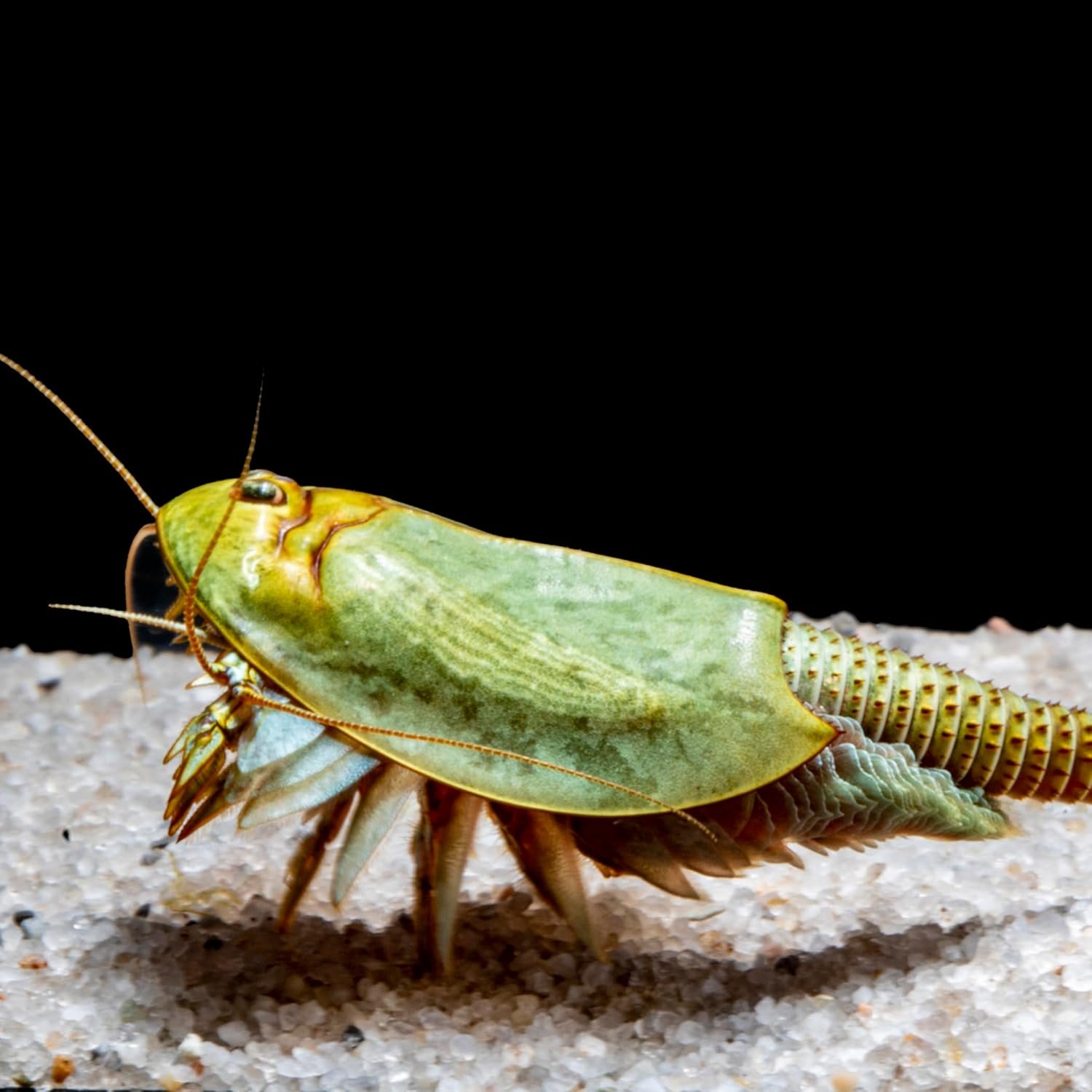 71X6IxuK5fL. AC SL1500 .jpg