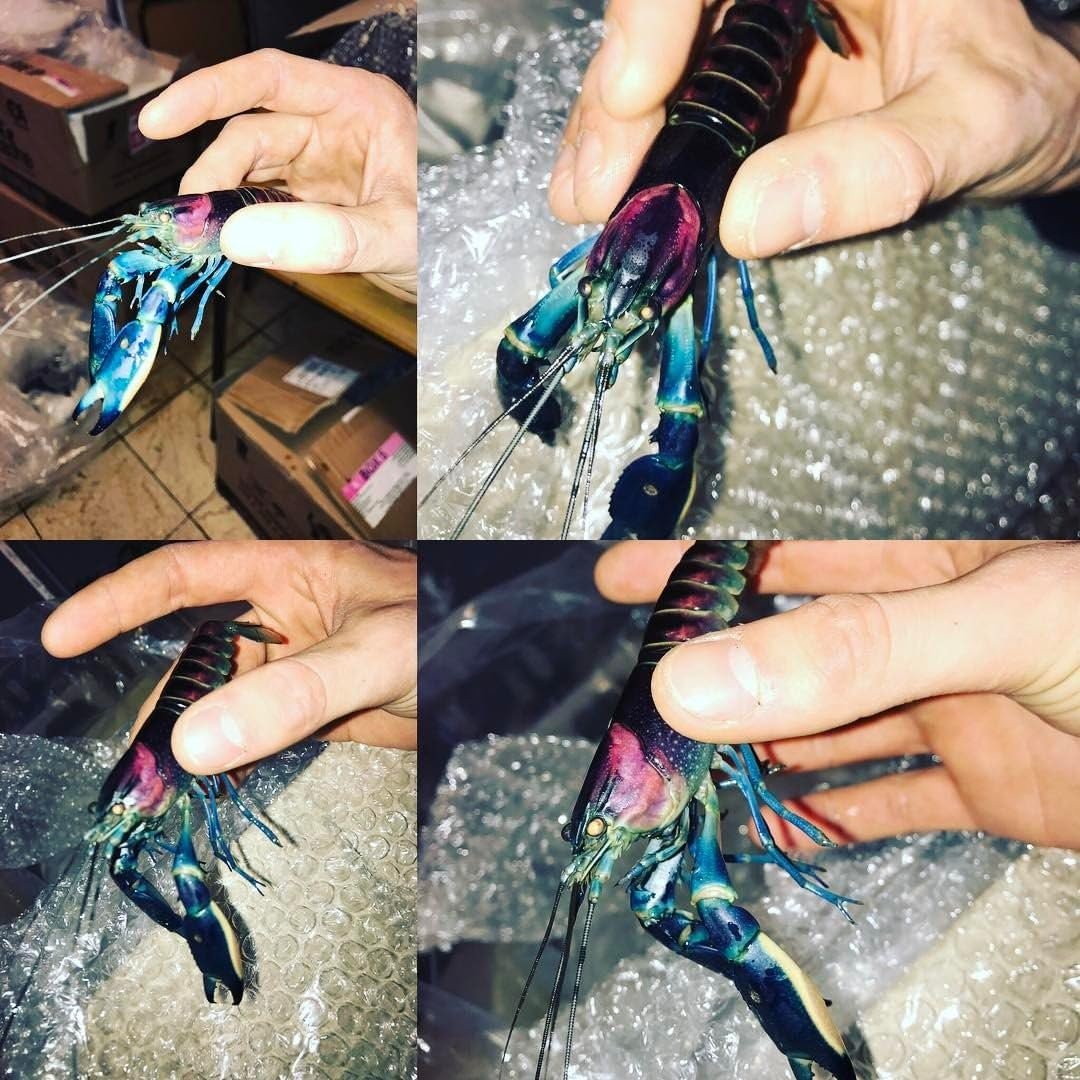 71aeGIFrQ7L. AC SL1080 .jpg