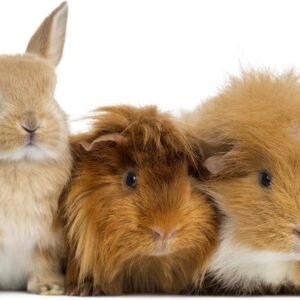 71fxvof6mkL. AC SL1500 .jpg