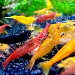 71kidAatNGL. AC SL1260 .jpg