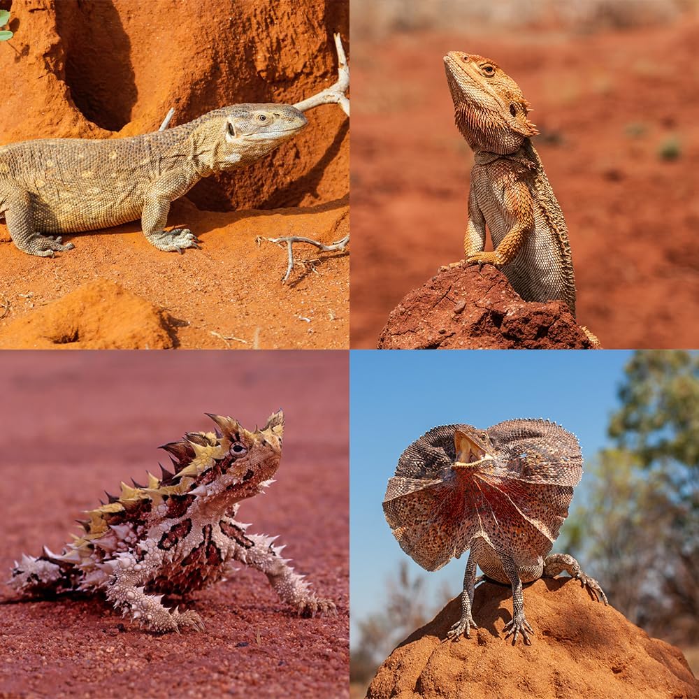 71v8jSK05SL. AC SL1000 .jpg