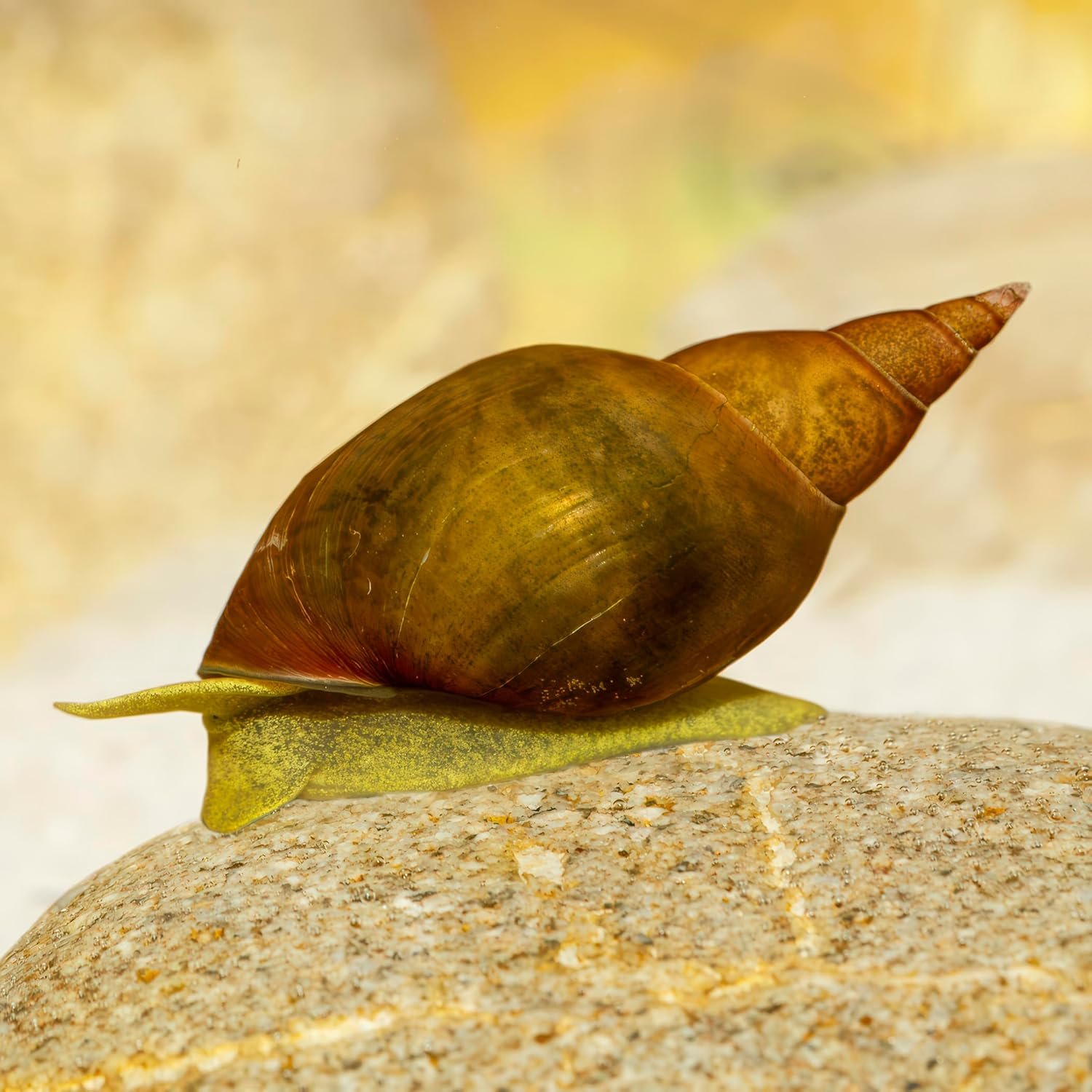 81M5fYjbJL. AC SL1500 .jpg