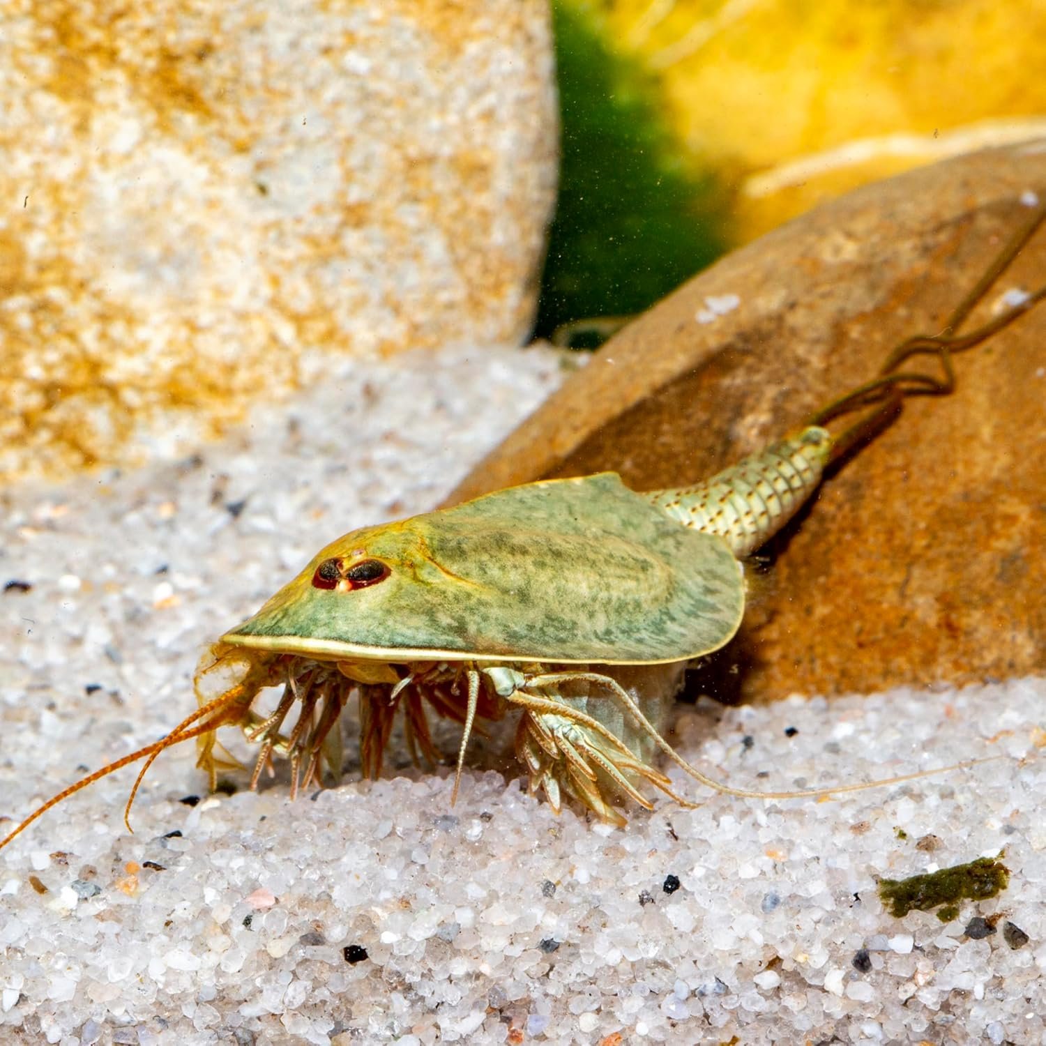 81 17sKbG8L. AC SL1500 .jpg