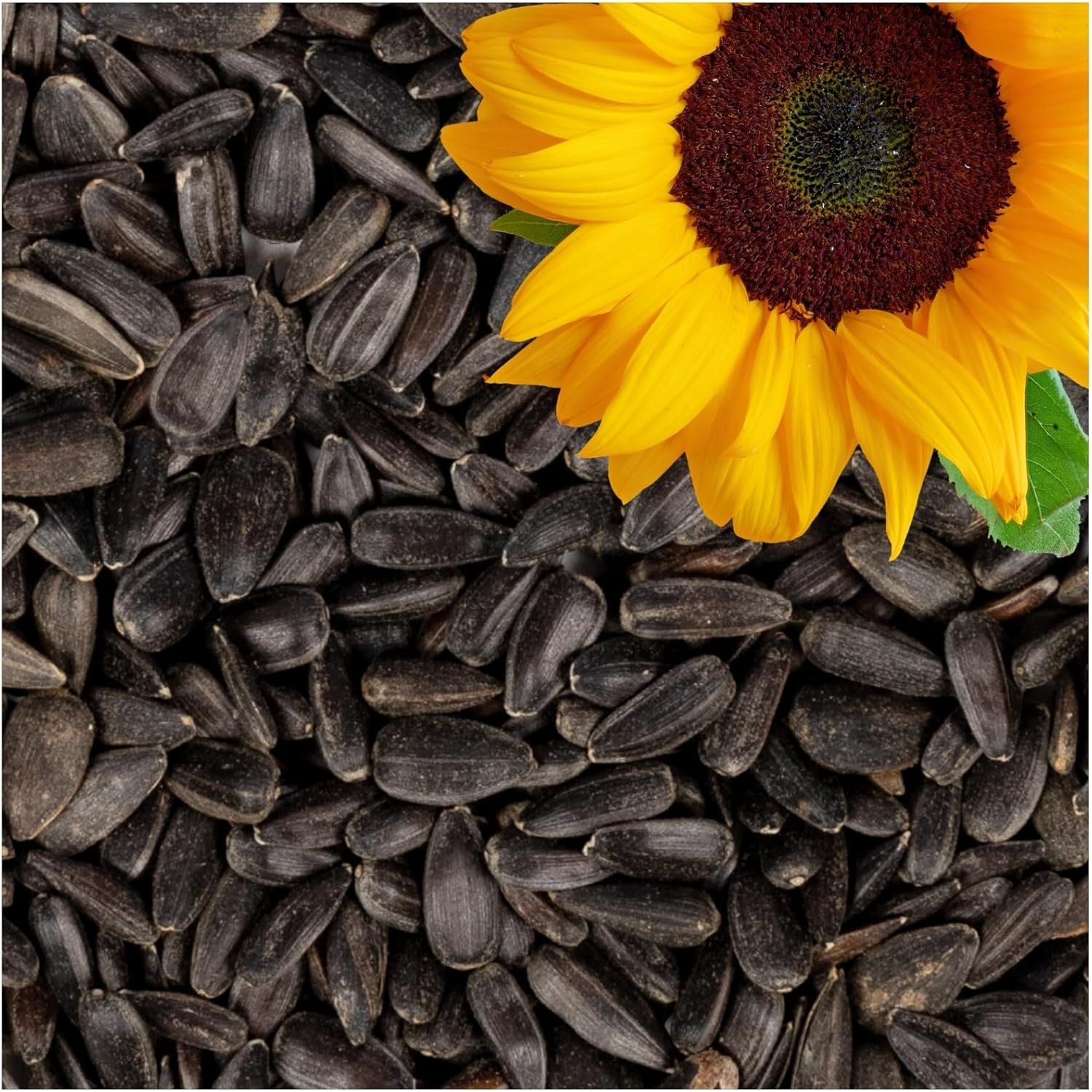 Lyra Pet 25 kg Sonnenblumenkerne, schwarz, Vogelfutter für das ganze Jahr, Premium-Wildvogelfutter, idealer Energiespender für Sommer und Winter, ölhaltiges Vogelstreufutter für Wildvögel Lyra Pet 25 kg Sonnenblumenkerne, schwarz, Vogelfutter für das ganze Jahr, Premium-Wildvogelfutter, idealer Energiespender für Sommer und Winter, ölhaltiges Vogelstreufutter für Wildvögel