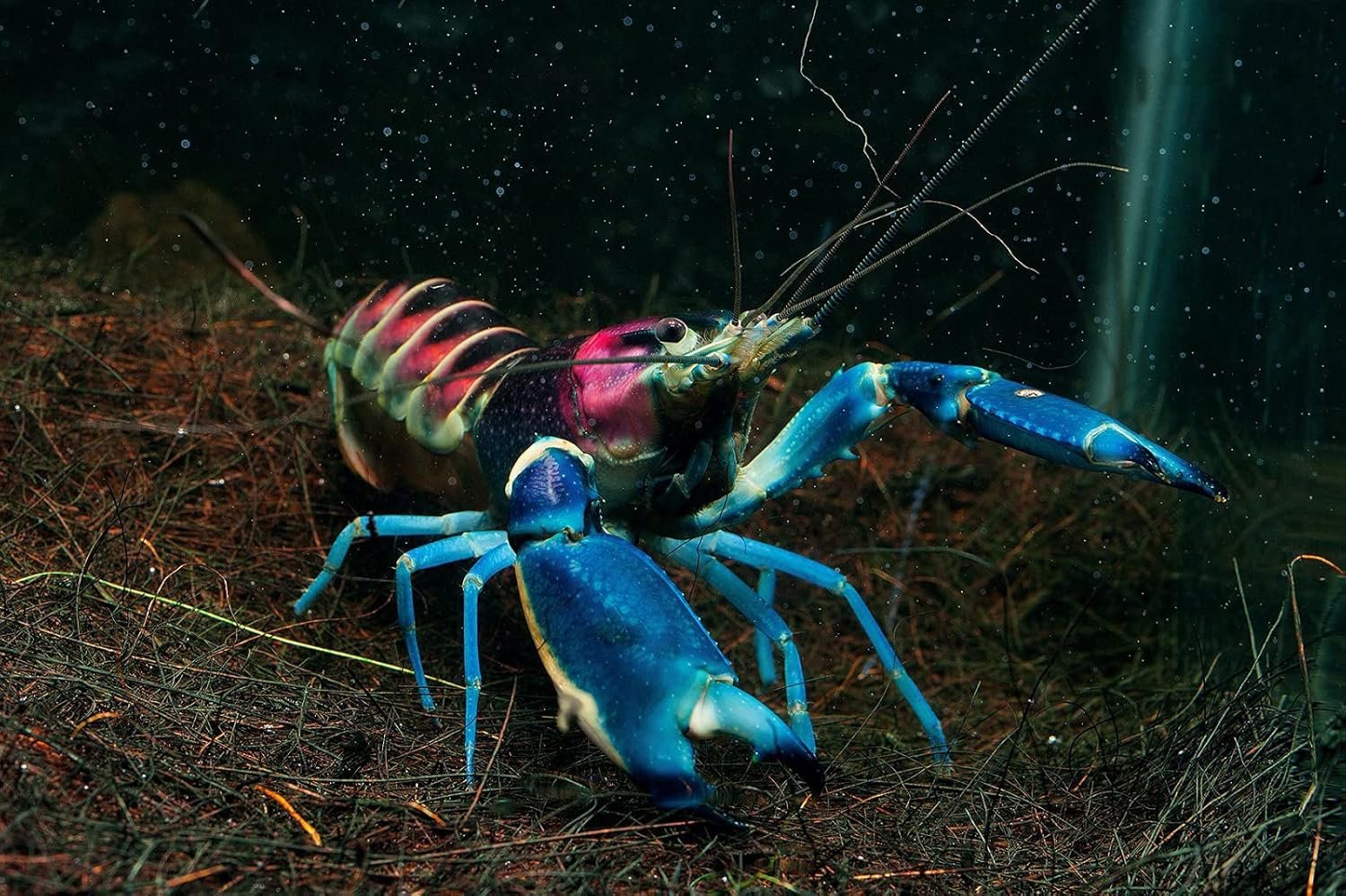 814reuv ytS. AC SL1500 .jpg