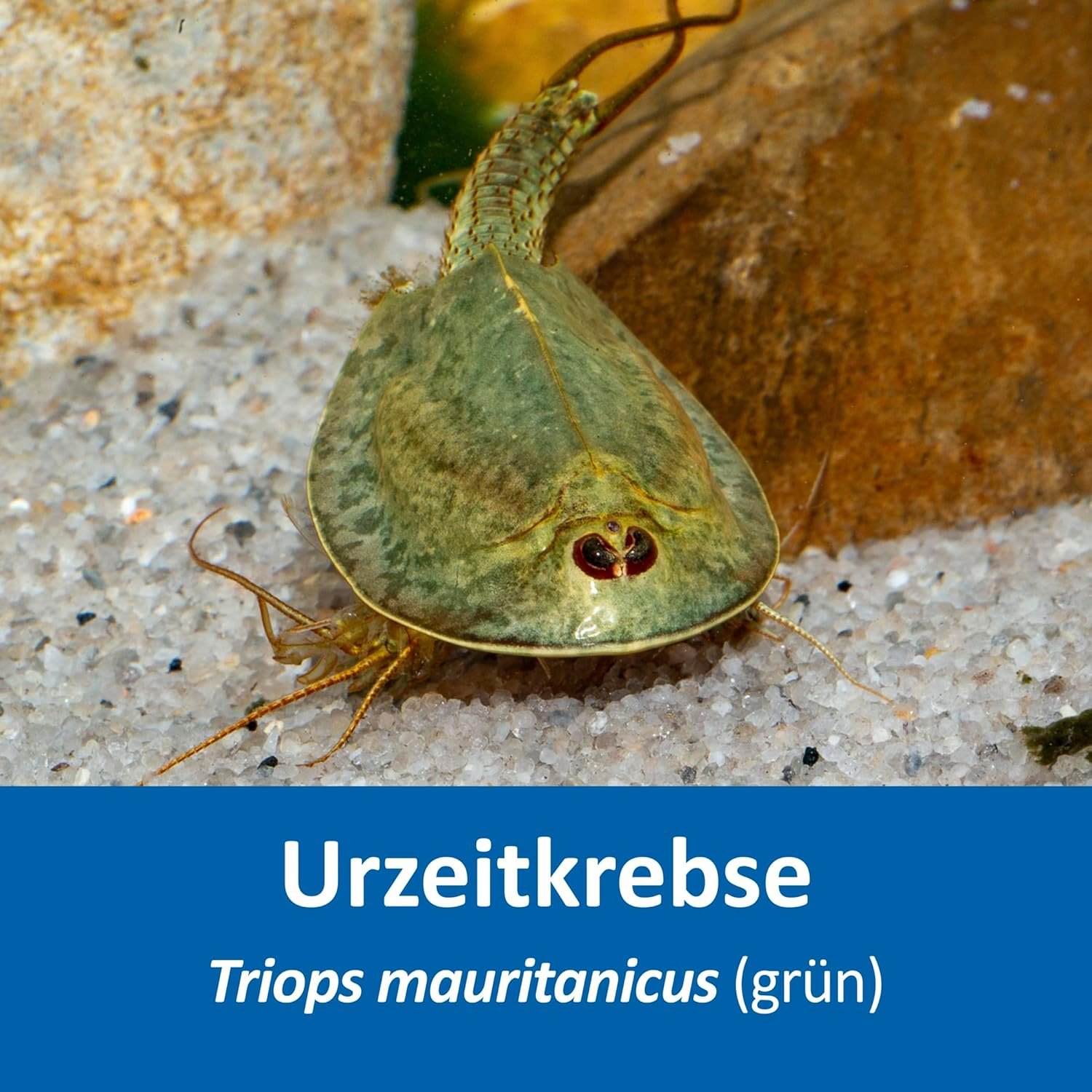 817ACVKBD0L. AC SL1500 .jpg