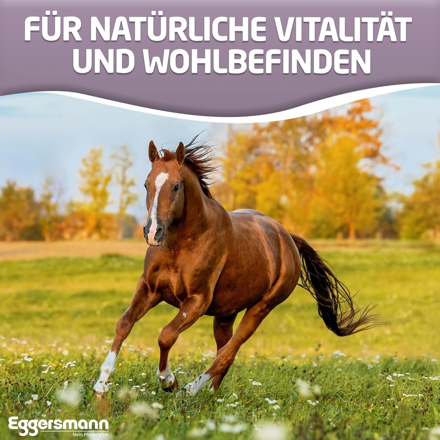 819mdq0n cL. AC SL1500 .jpg