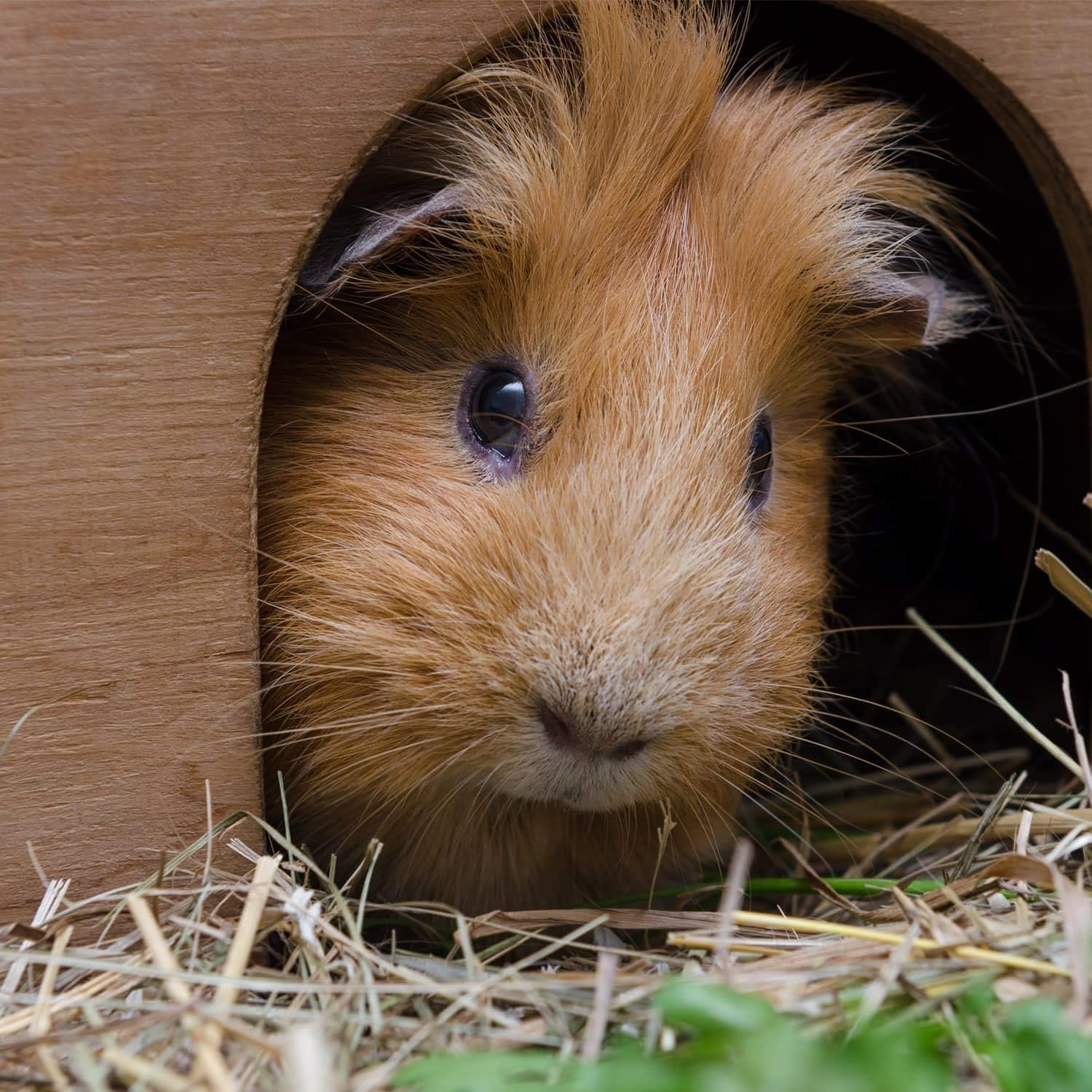 81FkN0sWk L. AC SL1500 .jpg