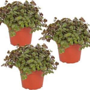 81GPVEM7ZfL. AC SL1500 .jpg