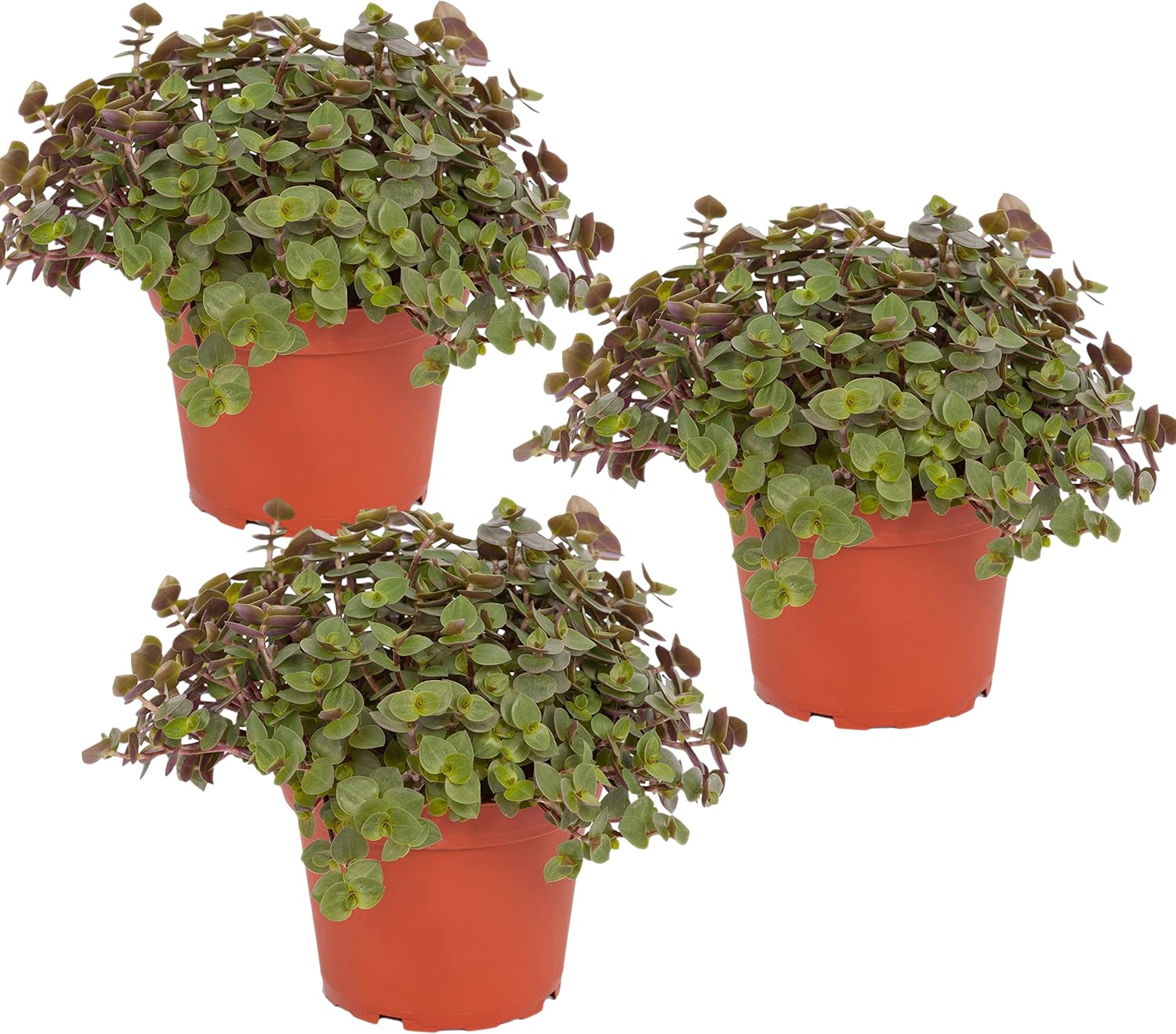 Bio Callisia (Schönes Pad) im Topf (3er Pack) – Bio-Qualität, garantiert frei von synthetischen Pflanzenschutzmitteln – Höhe mit Topf 15-20 cm – gebrauchsfertig Bio Callisia (Schönes Pad) im Topf (3er Pack) – Bio-Qualität, garantiert frei von synthetischen Pflanzenschutzmitteln – Höhe mit Topf 15-20 cm – gebrauchsfertig