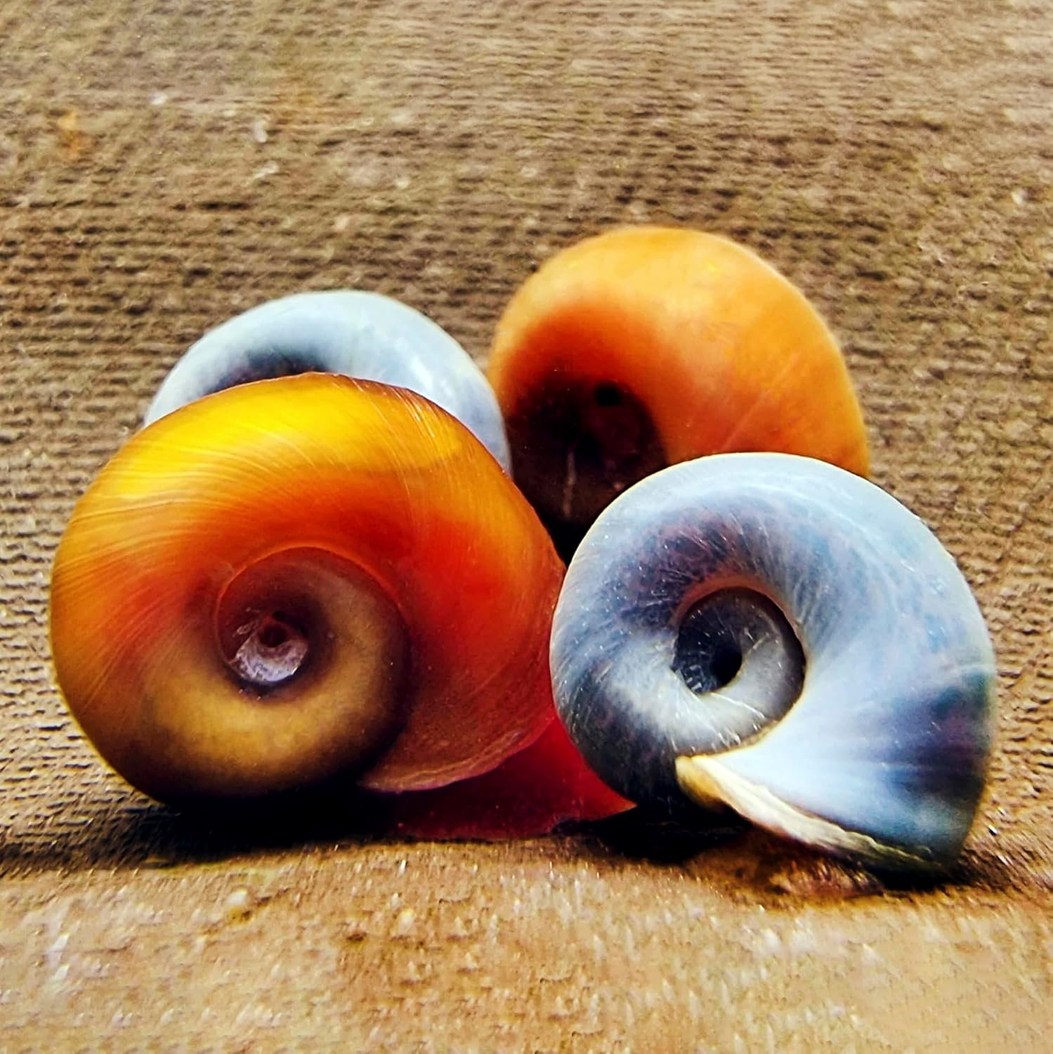 81TMXOj6OFL. AC SL1500 .jpg