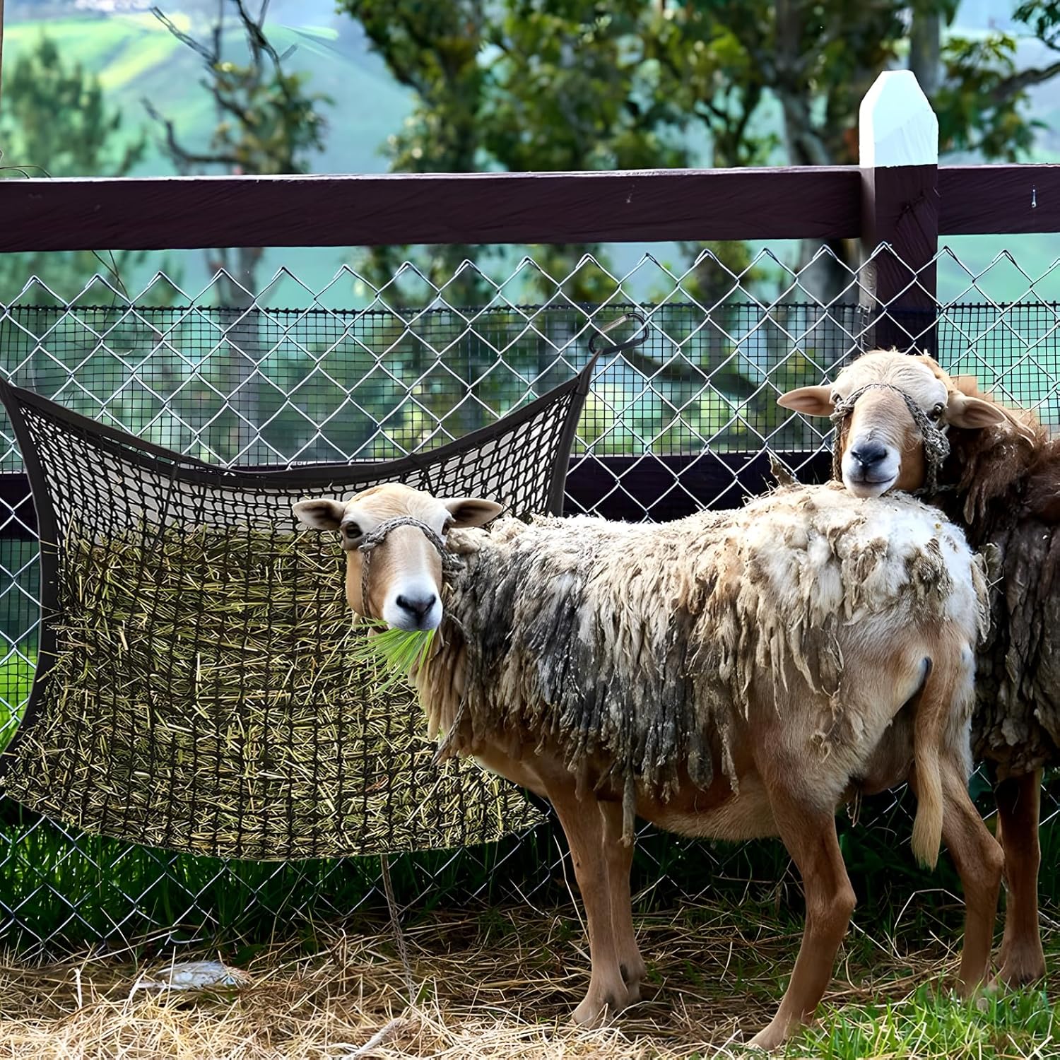 81YarWqKskL. AC SL1500 .jpg