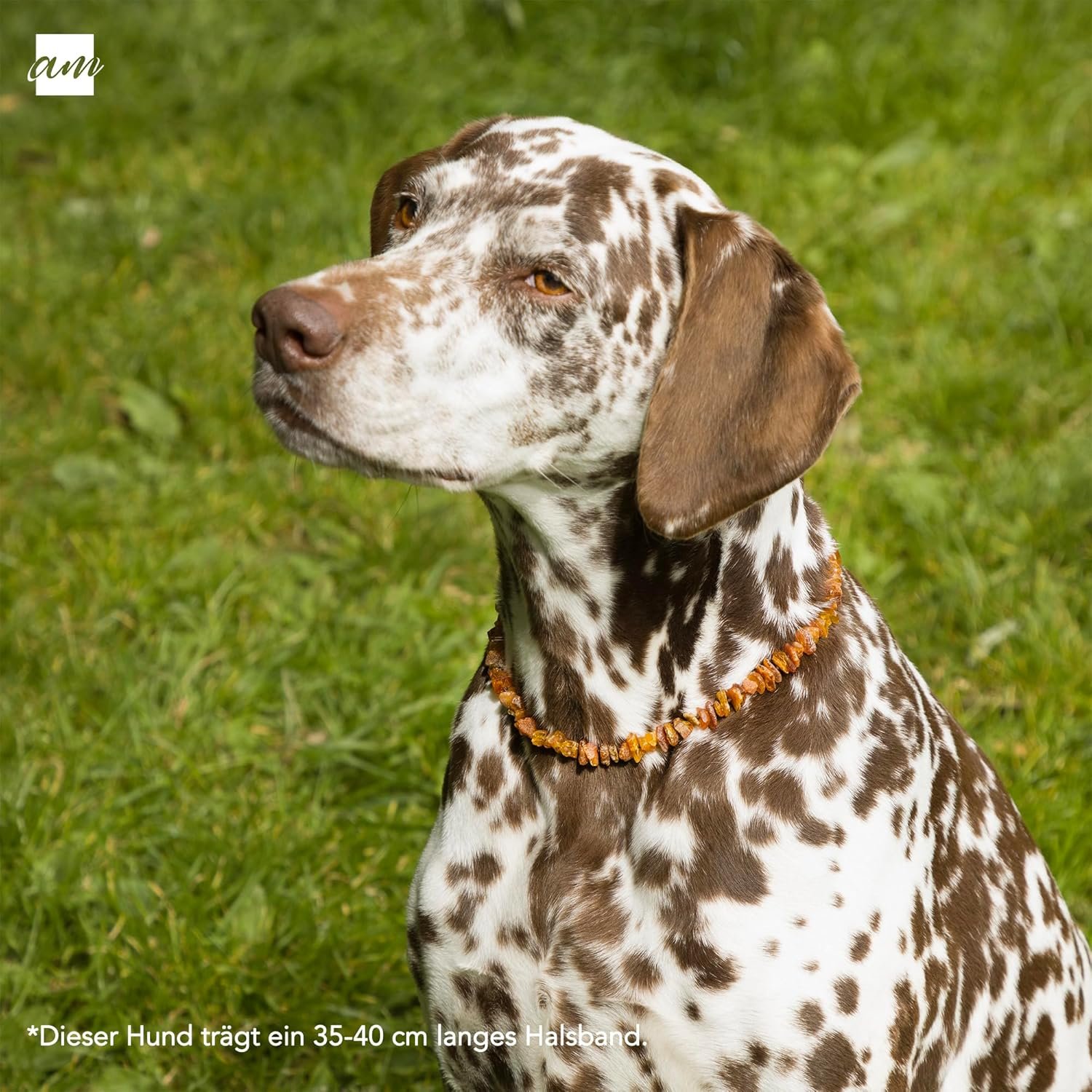 81agu13i2sL. AC SL1500 .jpg