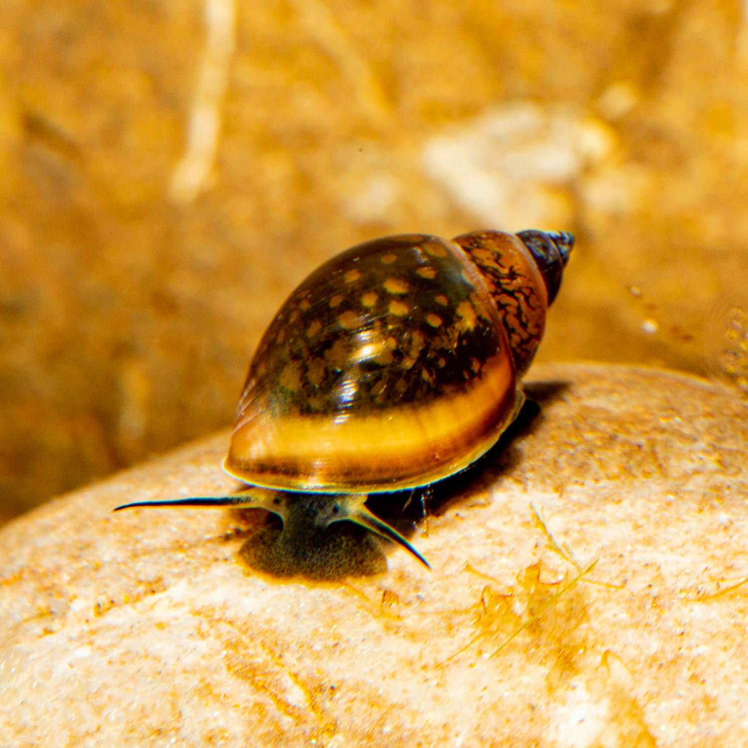 81wj4e3FaDL. AC SL1500 .jpg