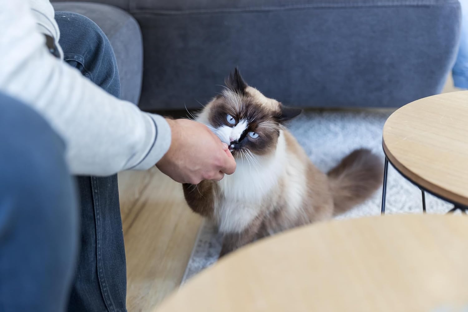 1772416133 71dQz25ONiL. AC SL1500 .jpg