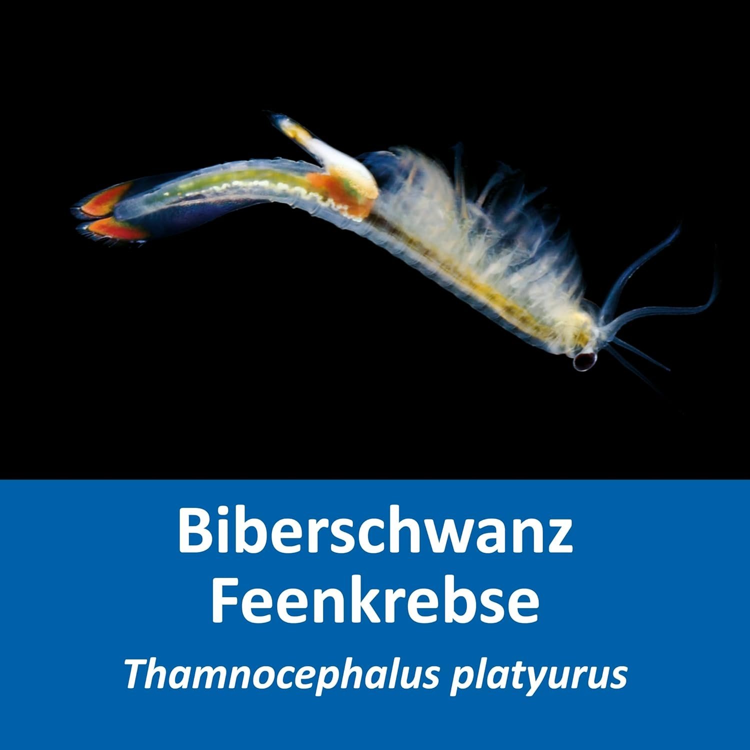 61SRgoYW74L. AC SL1500 .jpg