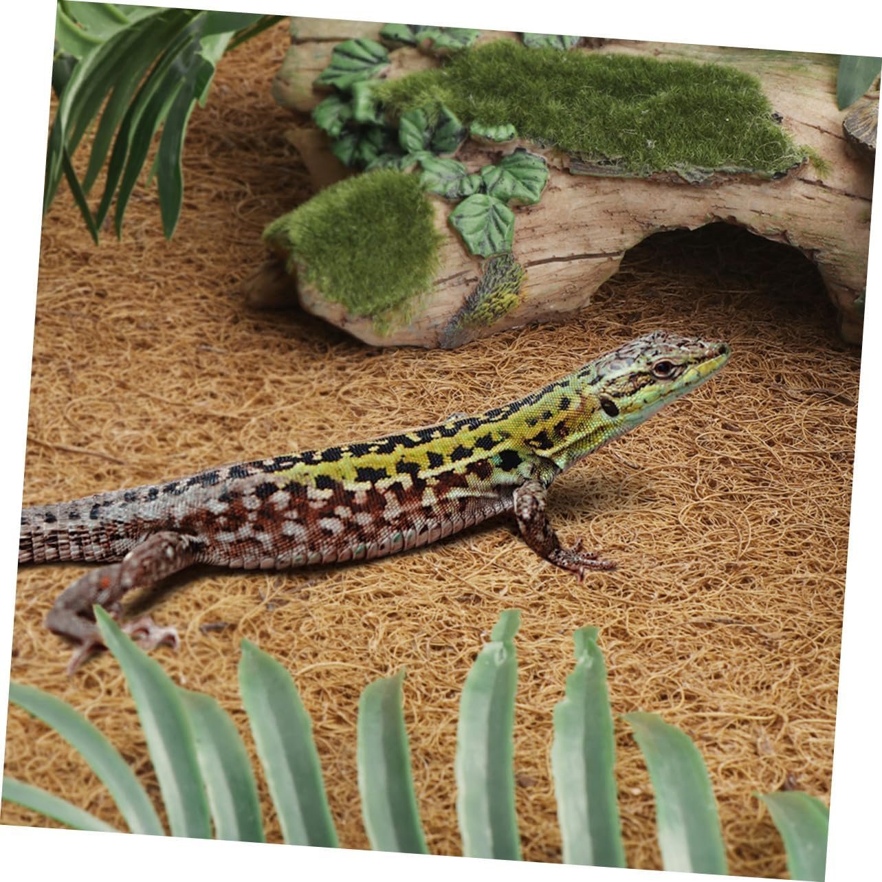 71kjDDLAgNL. AC SL1283 .jpg