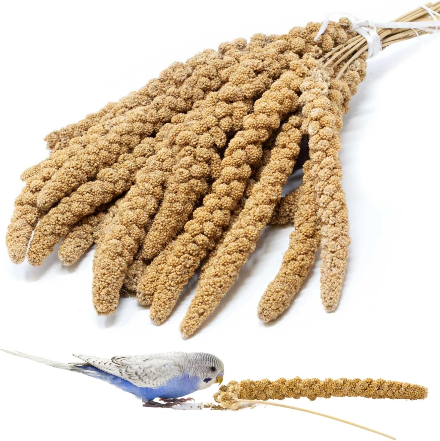 Österreichische Fuchsschwanzhirse 500 g – 100 % frische & regionale Hirsekolben von Agrarzone – kalorienarmes Vogelfutter für Wellensittiche & Kanarienvögel Österreichische Fuchsschwanzhirse 500 g – 100 % frische & regionale Hirsekolben von Agrarzone – kalorienarmes Vogelfutter für Wellensittiche & Kanarienvögel