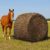 Heunetz für Pferde, große, runde Ballen, Heunetz 5 x 5 Zoll (ca. 150 x 150 cm) aus Polyethylen – großes Heunetz für Pferde, Rinder, Schafe, Lamas, Alpakas
