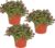 Bio Callisia (Schönes Pad) im Topf (3er Pack) – Bio-Qualität, garantiert frei von synthetischen Pflanzenschutzmitteln – Höhe mit Topf 15-20 cm – gebrauchsfertig
